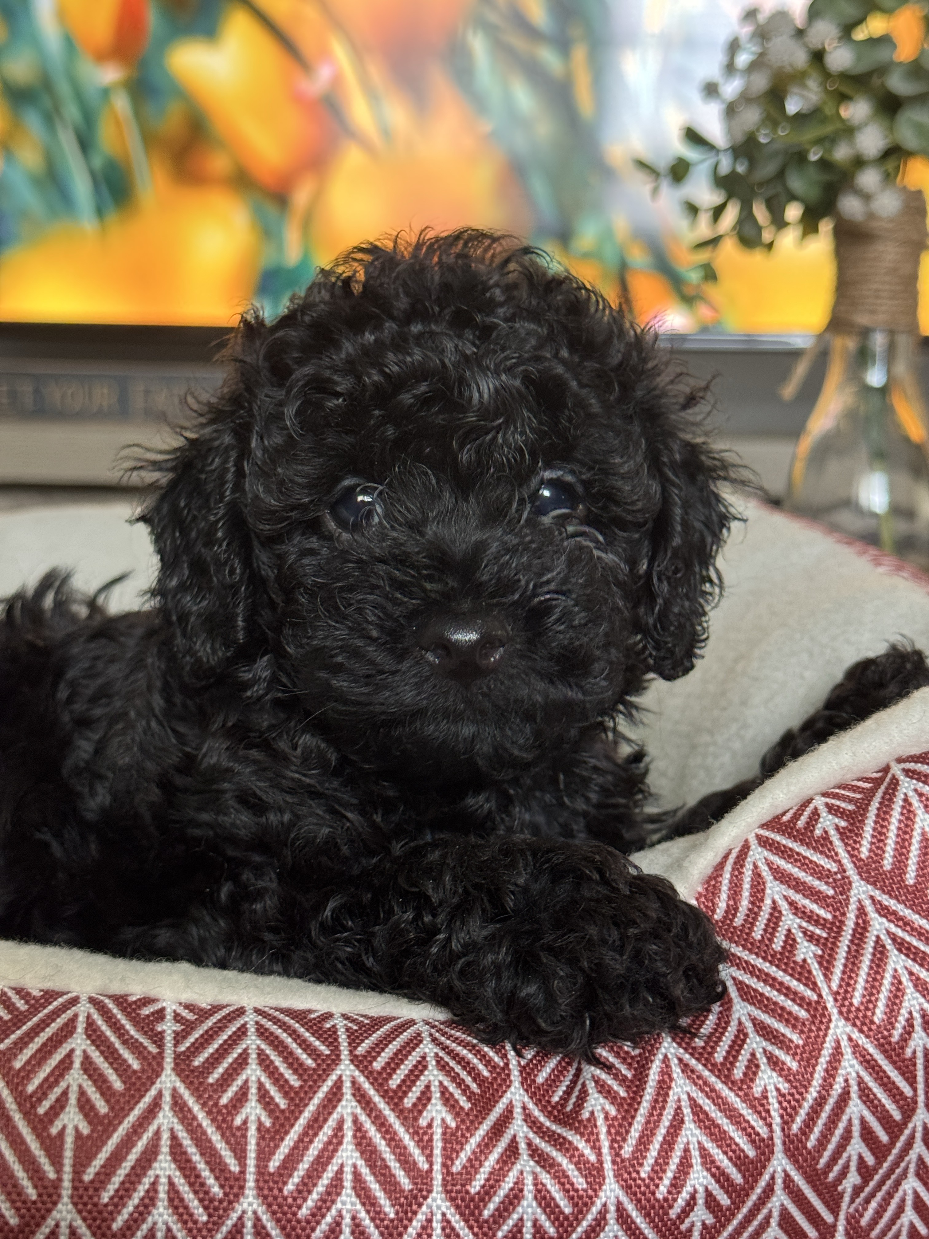 puppy, for, sale, Miniature Poodle, Melissa  Harris, dog, breeder, Keota, OK, dog-breeder, puppy-for-sale, forsale, nearby, find, puppyfind, locator, puppylocator, aca